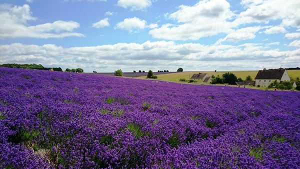 美しいラベンダー畑♪