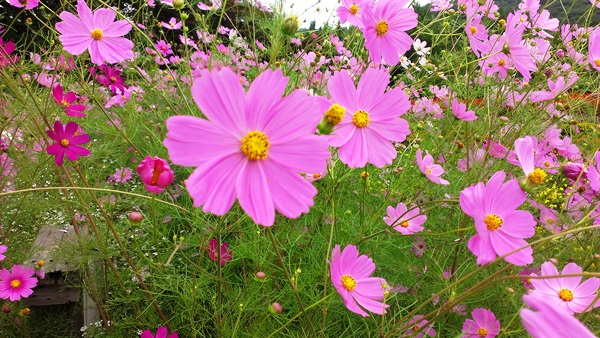 fujisusono20130912_1