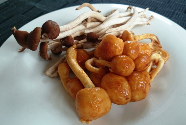 右が鳥海なめこ、左がヤナギマツタケ！