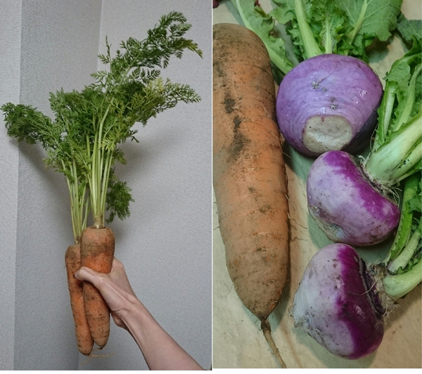 無農薬＆有機栽培。口福感たっぷり野菜♪