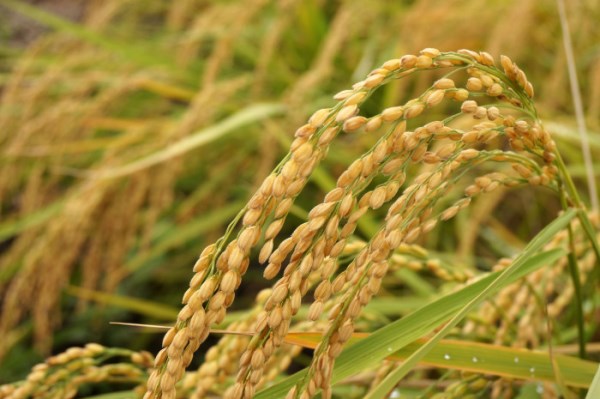 新嘗祭は命の恵みに感謝をする日♪