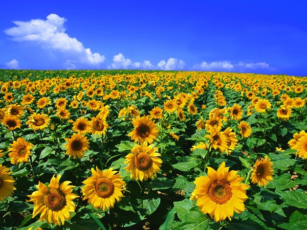 お日様に輝くひまわり♪